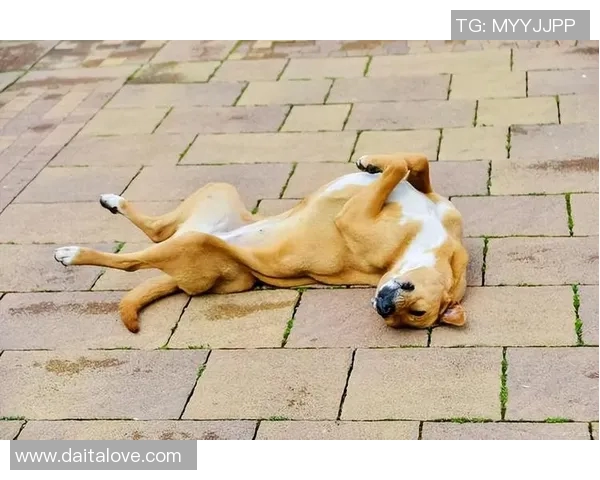 韩国狗狗足球明星排行榜揭晓谁是最受欢迎的四脚球员